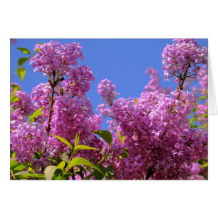 [Färgrika blommor] den lila syringaen - Hälsningskort