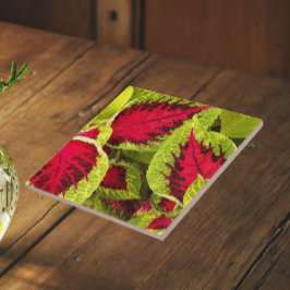 Färgrika Coleusblad Blommig Kakelplatta