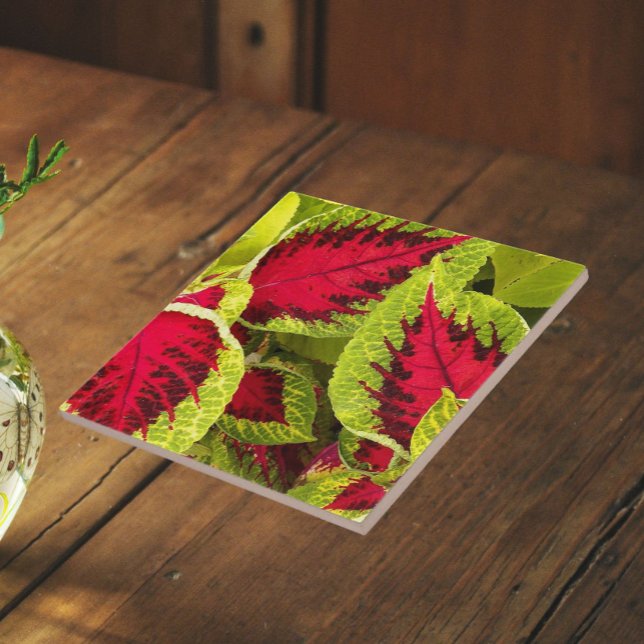 Färgrika Coleusblad Blommig Kakelplatta (In Situ)