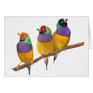 Färgrika Gouldian Finches i pastell Hälsningskort