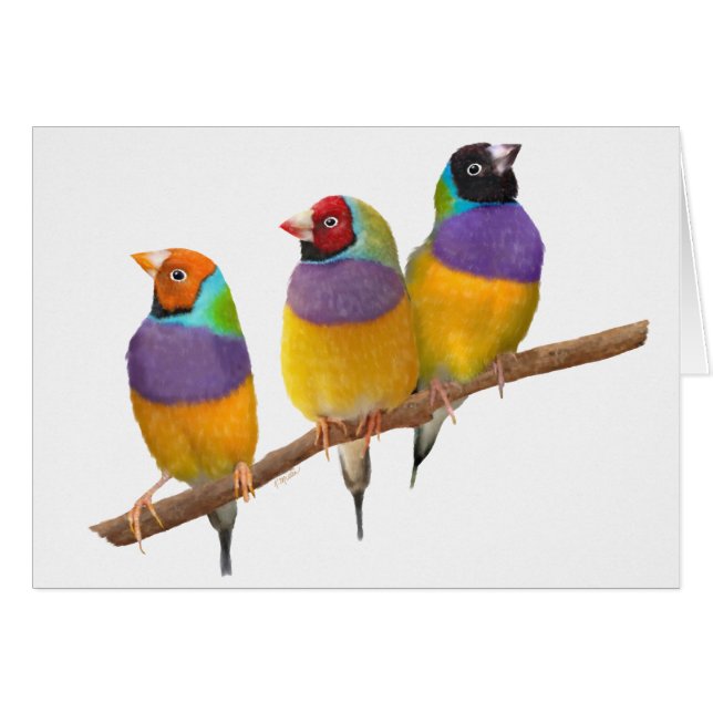 Färgrika Gouldian Finches i pastell Hälsningskort (Framsidan Horizontal)