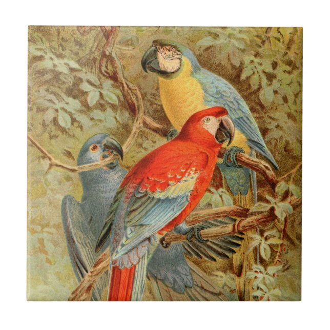 Färgrika Macaws för vintage Kakelplatta (Framsidan)