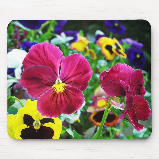 Färgrika Pansies Musmatta (Framsidan)