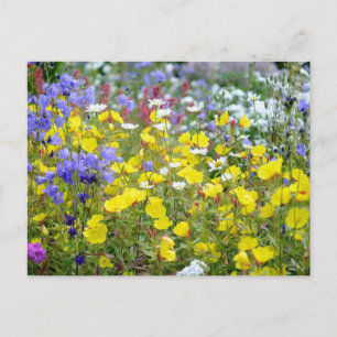 Färgrika sommarvilda blommor vykort