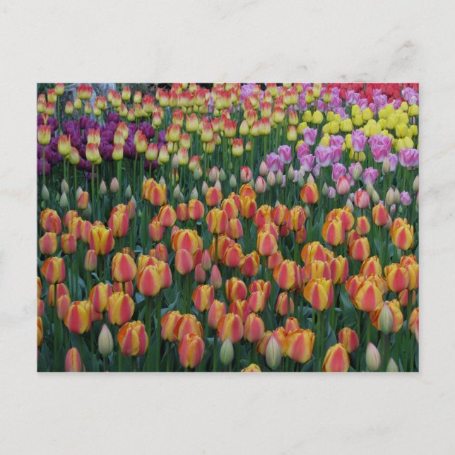 Färgruta Vykort (Framsida)