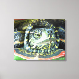 Färgsköldpadda (Chrysemys picta) 2 Canvastryck