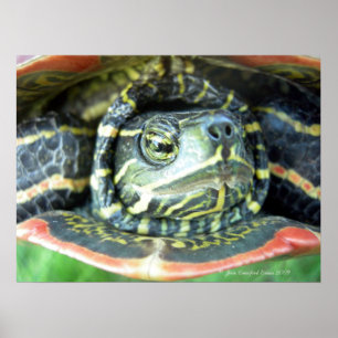 Färgsköldpadda (Chrysemys picta) 2 Poster