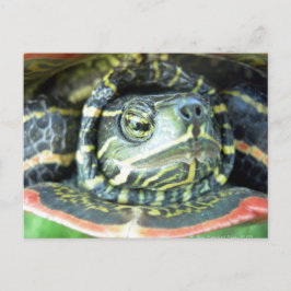 Färgsköldpadda (Chrysemys picta) 2 Vykort