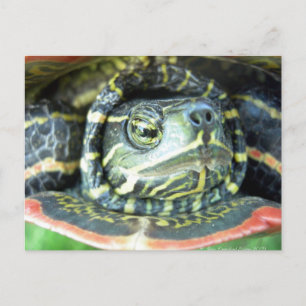 Färgsköldpadda (Chrysemys picta) 2 Vykort