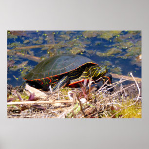Färgsköldpadda (Chrysemys picta) 3 Poster