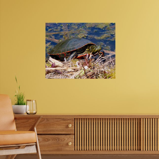 Färgsköldpadda (Chrysemys picta) 3 Poster (Vardagsrum 2)