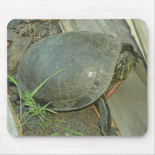 Färgsköldpadda (Chrysemys picta) Musmatta