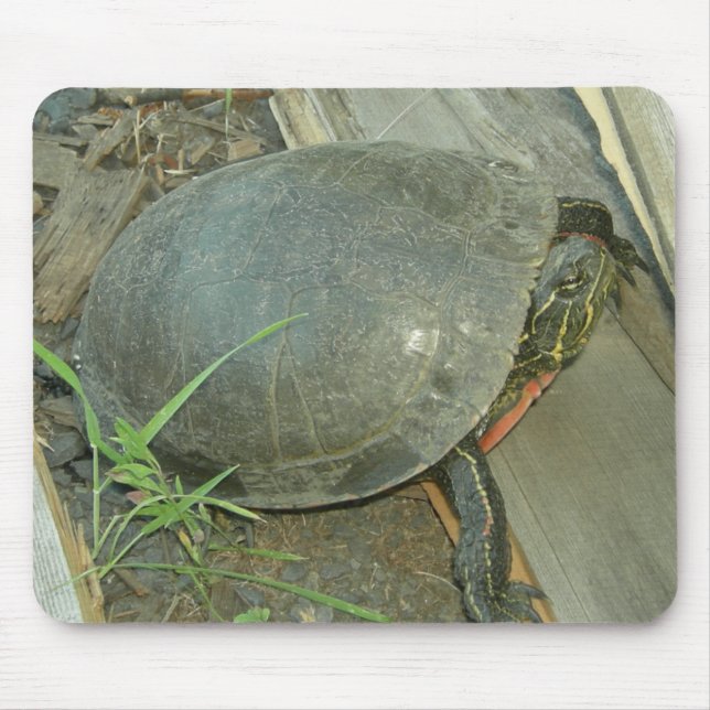 Färgsköldpadda (Chrysemys picta) Musmatta (Framsidan)
