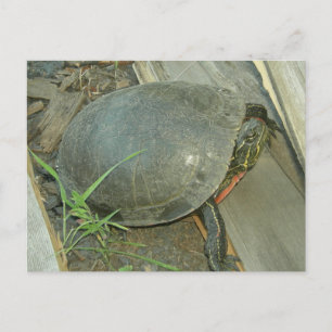 Färgsköldpadda (Chrysemys picta) Vykort