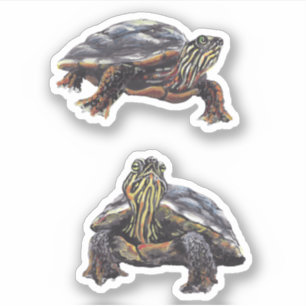 Färgsköldpadda Vinyl Sticker Klistermärken