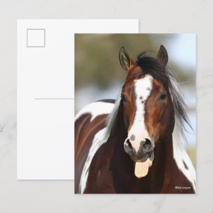 Färgstallion med Tunga-utgång Vykort