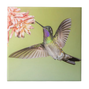 Färgstark hummingbird under flygning kakelplatta