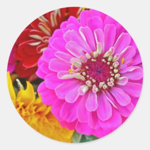 Färgstark zinkblomma runt klistermärke