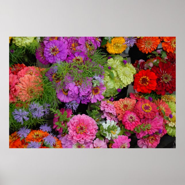 färgstarka daisy poster (Framsidan)