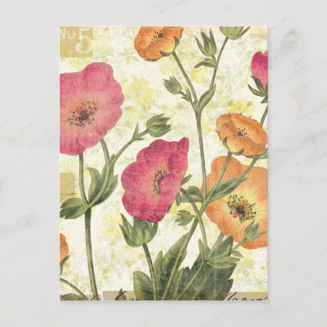 Färgstarka Daisy Vykort (Framsida)