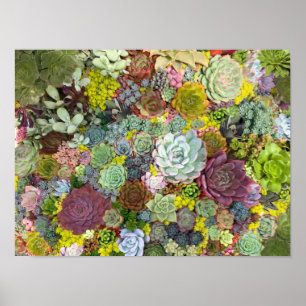 Färgstarka gröna Succulents Poster