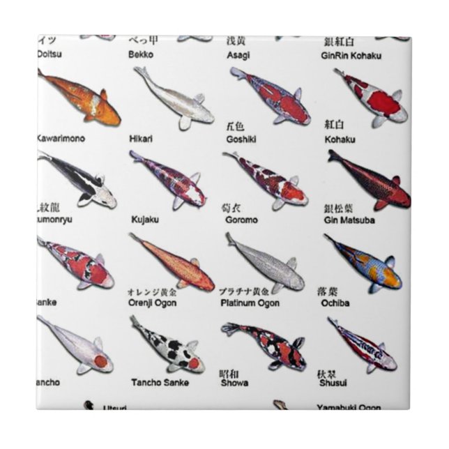 Färgstarka koifisksorter Nishikigoi Asian Art Kakelplatta (Framsidan)