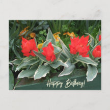 Färgstarka röda tulpaner grattis på födelsedagen b