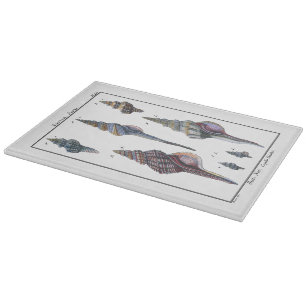 Färgstarka sju seasheller