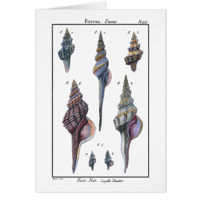 Färgstarka sju seasheller hälsningskort (Framsidan)