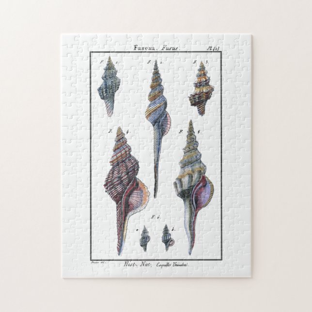 Färgstarka sju seasheller pussel (Vertikal)