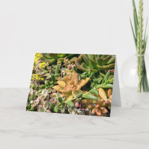 Färgstarka sukulära växter kort