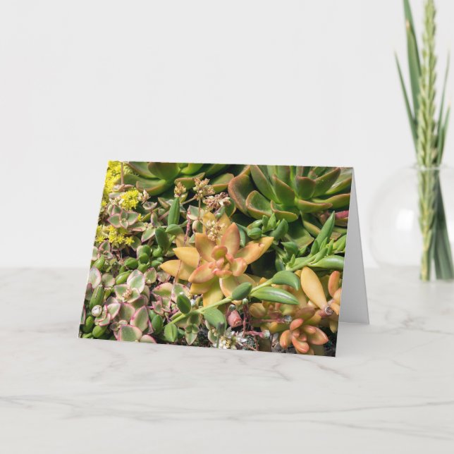 Färgstarka sukulära växter kort (Framsida)