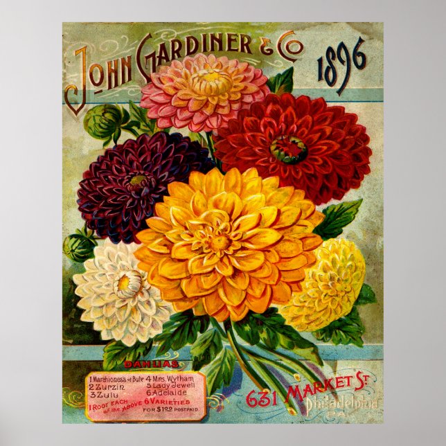 Färgstarka Vintagar Dahlia Flowers Poster (Framsidan)