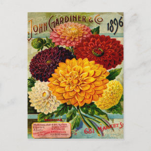 Färgstarka Vintagar Dahlia Flowers Vykort