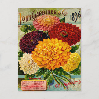 Färgstarka Vintagar Dahlia Flowers Vykort