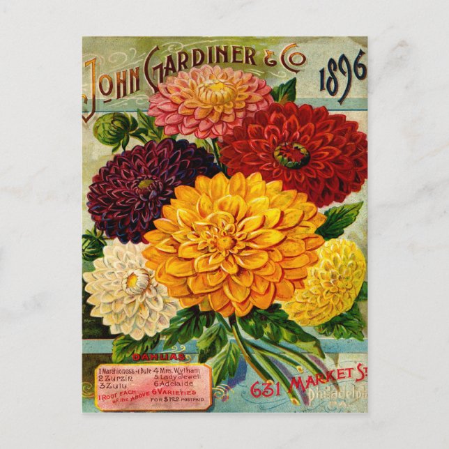 Färgstarka Vintagar Dahlia Flowers Vykort (Framsida)