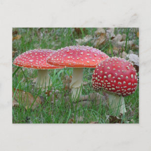 Färgt flygande Amanitas DIY-vykort Vykort