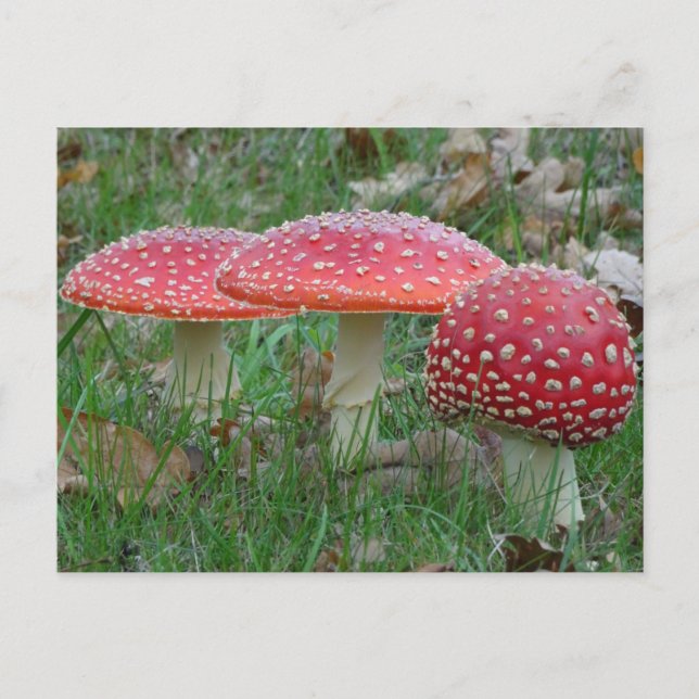 Färgt flygande Amanitas DIY-vykort Vykort (Framsida)