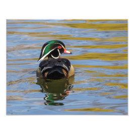 Färgträ Anka Fototryck