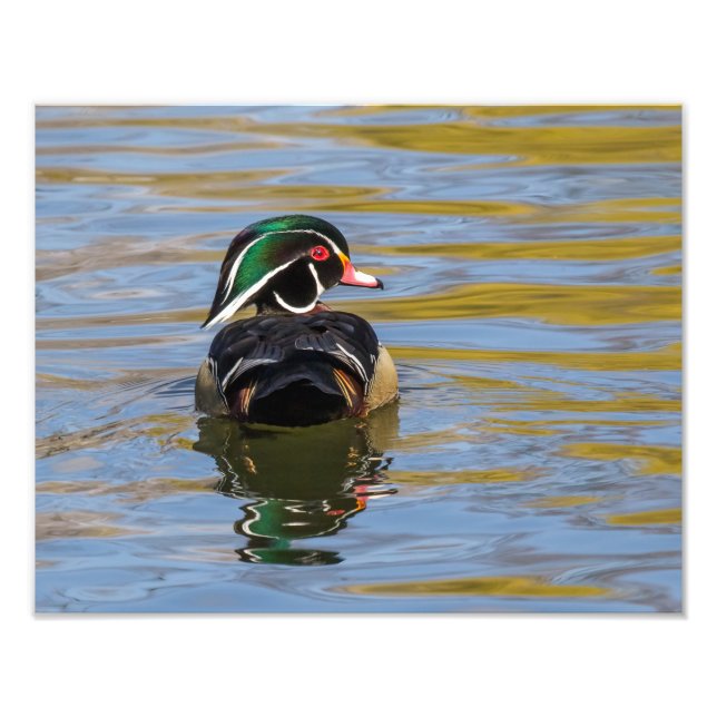 Färgträ Anka Fototryck (Framsidan)
