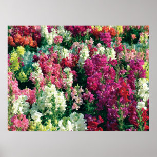 Färgträdgårdsblommor Poster