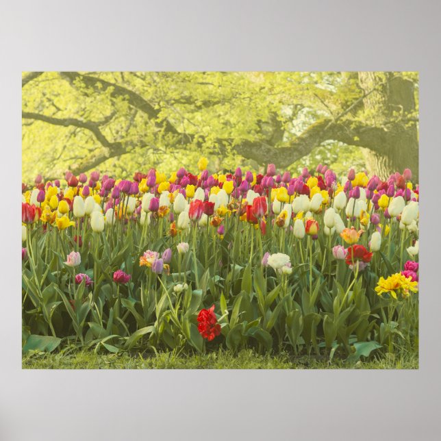 Färgtulpaner i en park poster (Framsidan)