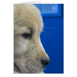 Färgvalpen profilerar hälsningskort