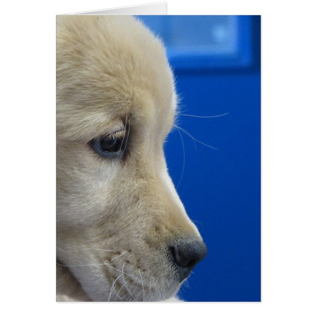 Färgvalpen profilerar hälsningskort (Framsidan)