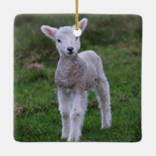 Fårhusdjur av lamm Baby Julgransprydnad Keramik