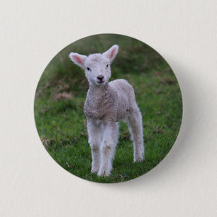 Fårhusdjur av lamm Baby Knapp
