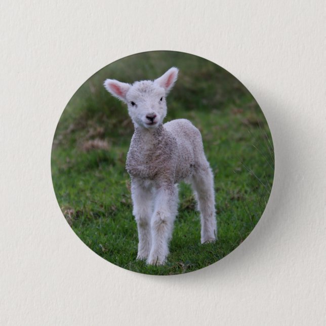 Fårhusdjur av lamm Baby Knapp (Framsida)