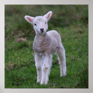 Fårhusdjur av lamm Baby Poster