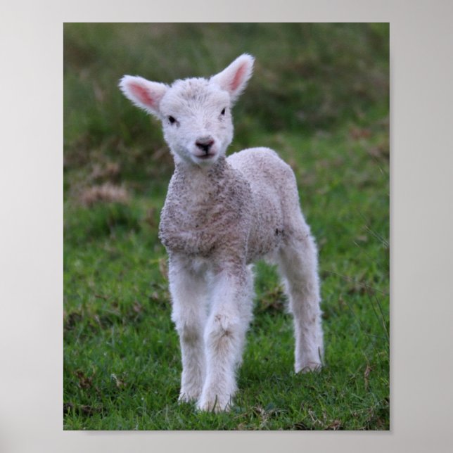 Fårhusdjur av lamm Baby Poster (Framsidan)
