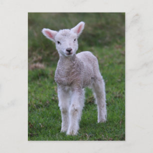 Fårhusdjur av lamm Baby Vykort